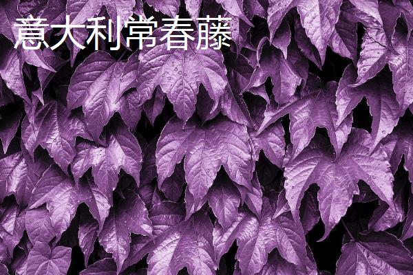 常春藤的种类，洋常春藤、银边洋常春藤、金心洋常春藤等品种较常见