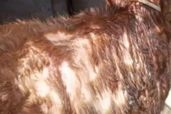 怎么治疗牛掉毛，需注意添喂精料