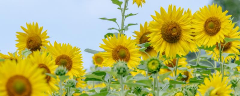 观赏向日葵有什么品种，金辉、芭奇多、秋日时光等品种较常见