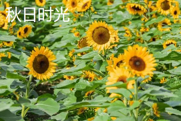 观赏向日葵有什么品种，金辉、芭奇多、秋日时光等品种较常见
