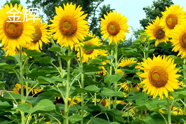 观赏向日葵有什么品种，金辉、芭奇多、秋日时光等品种较常见