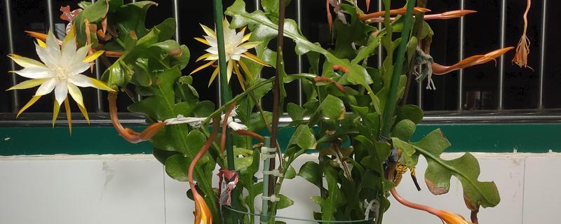 盆栽昙花怎么养，昙花幼株每年换盆一次