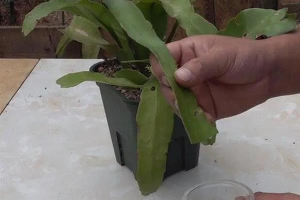 盆栽昙花怎么养，昙花幼株每年换盆一次