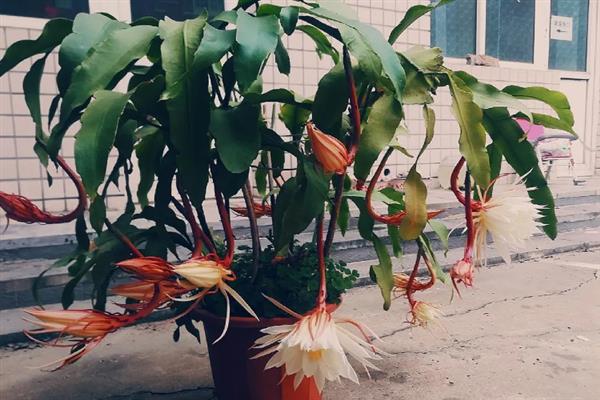 盆栽昙花怎么养，昙花幼株每年换盆一次