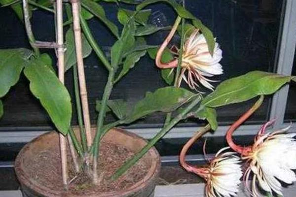 盆栽昙花怎么养，昙花幼株每年换盆一次