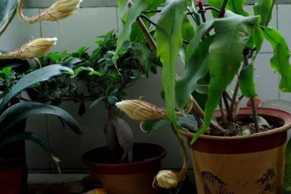 盆栽昙花怎么养，昙花幼株每年换盆一次