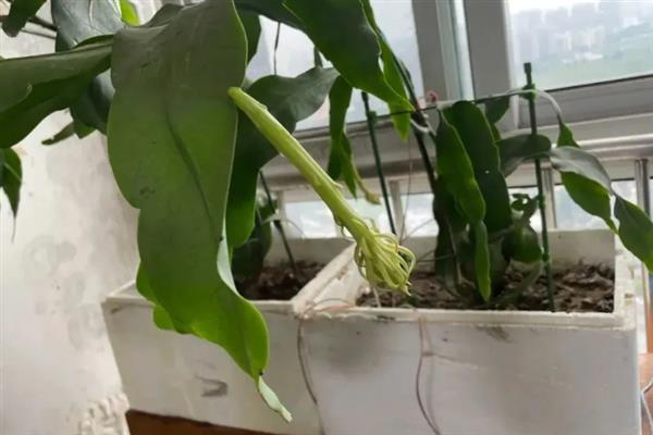 盆栽昙花怎么养，昙花幼株每年换盆一次