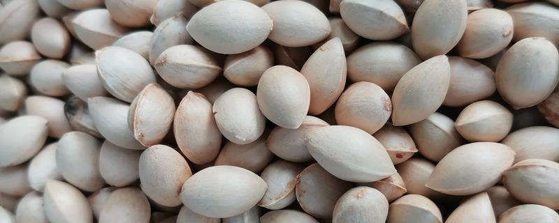 白果是不是银杏的果实，白果不是银杏的果实