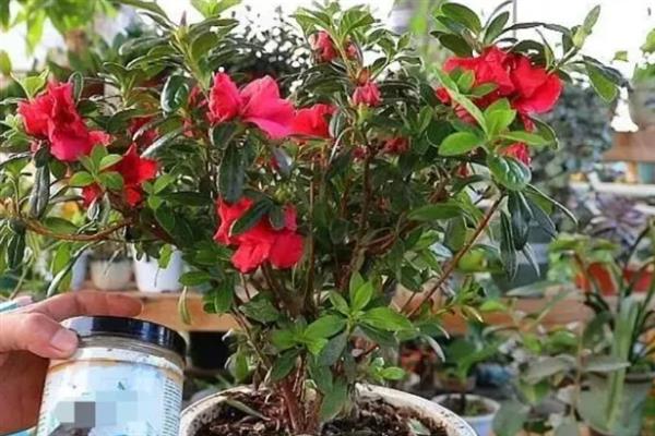 映山红的花期，一般在4-5月份开花
