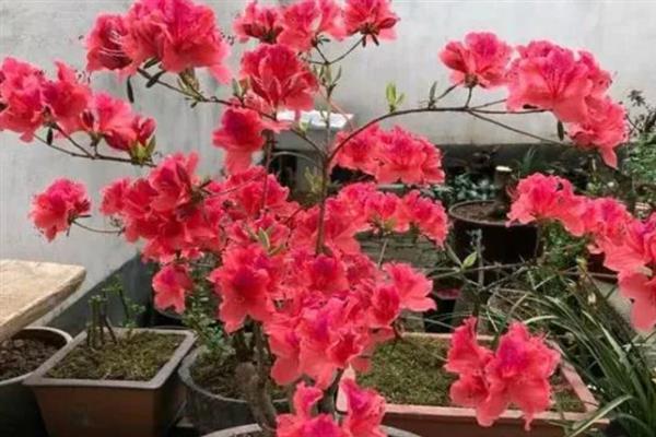 映山红的花期，一般在4-5月份开花