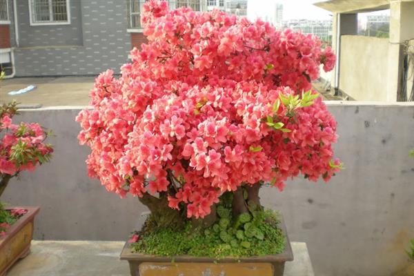映山红的花期，一般在4-5月份开花
