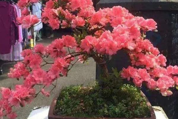 映山红的花期，一般在4-5月份开花