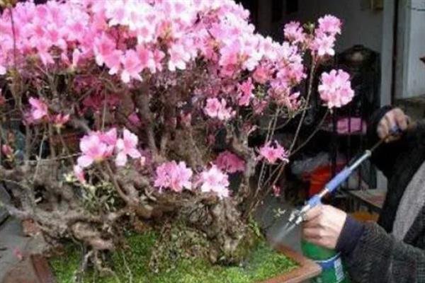映山红的花期，一般在4-5月份开花