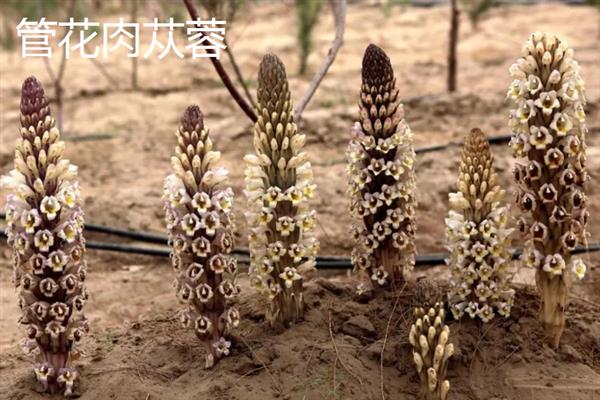 肉苁蓉的简介，一般在沙漠中生长