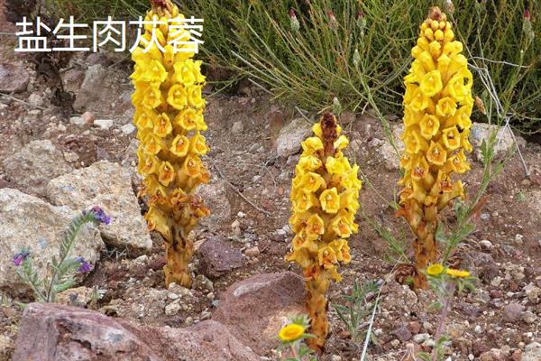 肉苁蓉的简介，一般在沙漠中生长