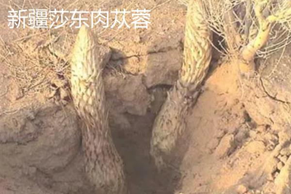 肉苁蓉的简介，一般在沙漠中生长