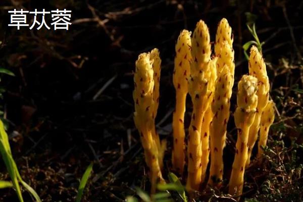 肉苁蓉的简介，一般在沙漠中生长