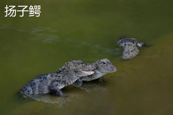 鳄鱼的品种，主要分为扬子鳄、暹罗鳄、尼罗鳄等8个种类