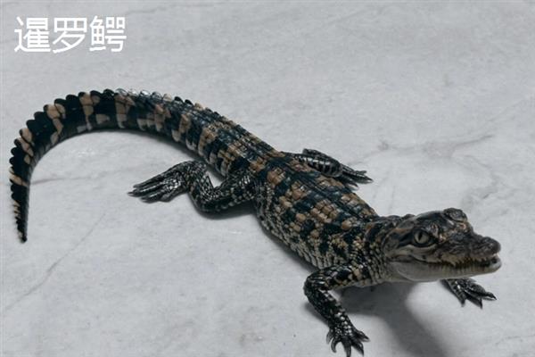 鳄鱼的品种，主要分为扬子鳄、暹罗鳄、尼罗鳄等8个种类