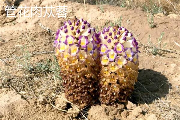肉苁蓉的简介，一般在沙漠中生长