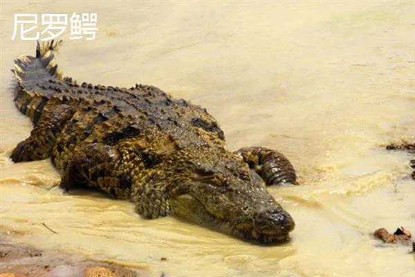 鳄鱼的品种，主要分为扬子鳄、暹罗鳄、尼罗鳄等8个种类