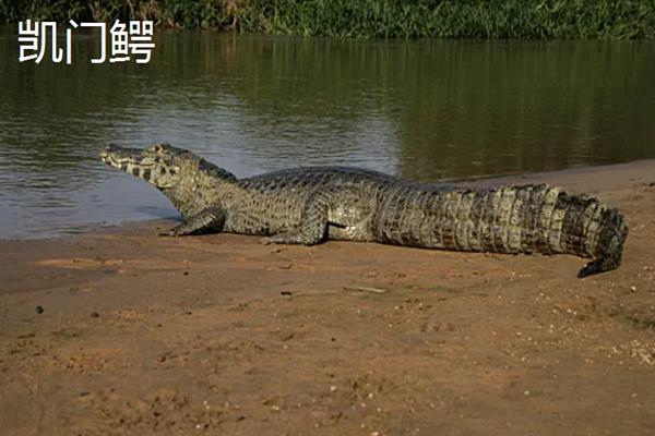 鳄鱼的品种，主要分为扬子鳄、暹罗鳄、尼罗鳄等8个种类