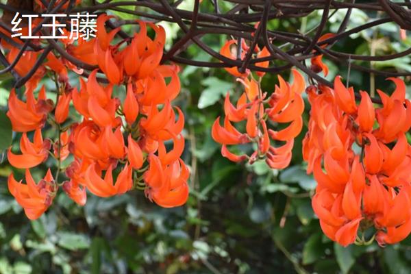 紫藤花的寓意，寓意着无私奉献的精神