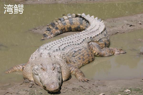 鳄鱼的品种，主要分为扬子鳄、暹罗鳄、尼罗鳄等8个种类