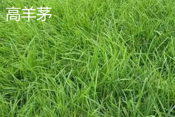 草籽的种类，常见的有高羊茅、早熟禾等