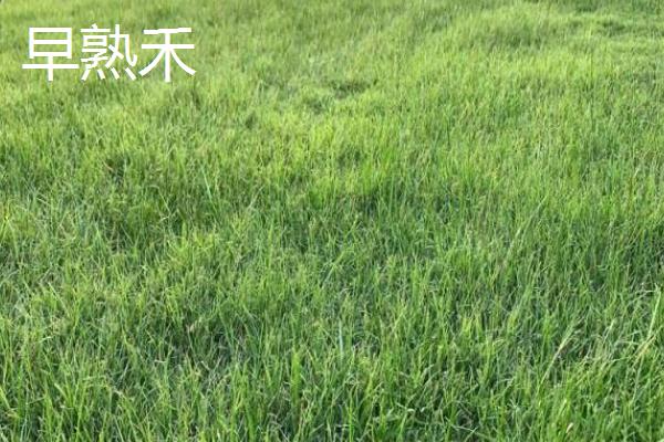 草籽的种类，常见的有高羊茅、早熟禾等