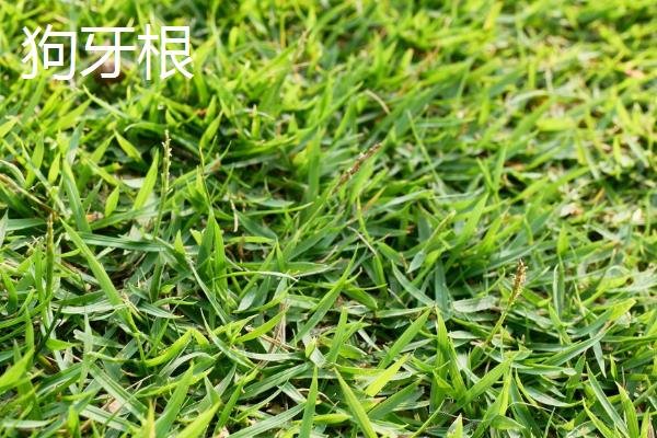 草籽的种类，常见的有高羊茅、早熟禾等