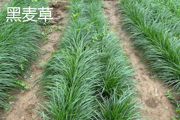 草籽的种类，常见的有高羊茅、早熟禾等