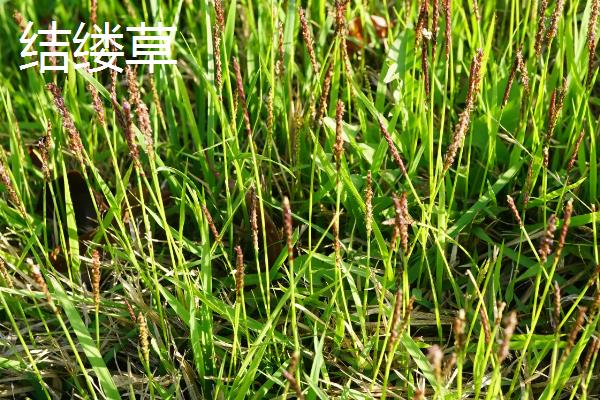 草籽的种类，常见的有高羊茅、早熟禾等
