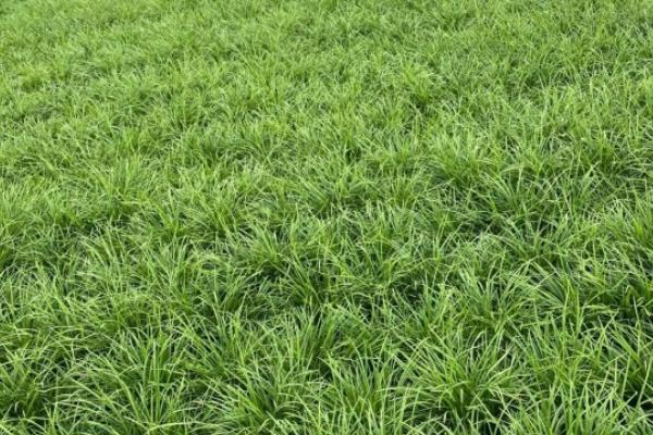 草籽的种类，常见的有高羊茅、早熟禾等