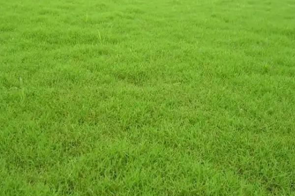 草籽的种类，常见的有高羊茅、早熟禾等