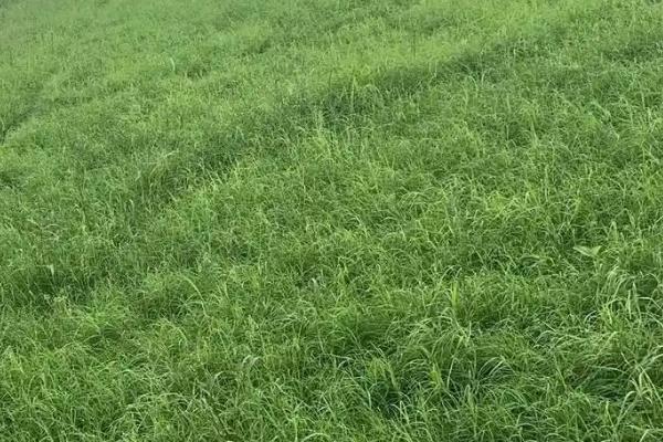 草籽的种类，常见的有高羊茅、早熟禾等