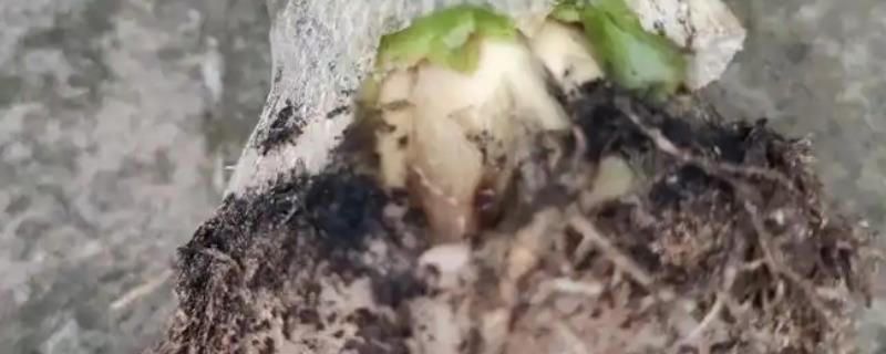玫瑰烂根怎么处理，第一步要进行脱盆处理