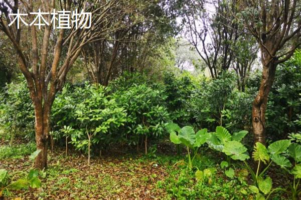 木本植物和草本植物有什么区别，株型、茎部结构、生长周期等方面均不同