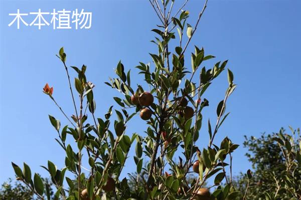 木本植物和草本植物有什么区别，株型、茎部结构、生长周期等方面均不同