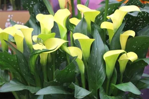 木本植物和草本植物有什么区别，株型、茎部结构、生长周期等方面均不同