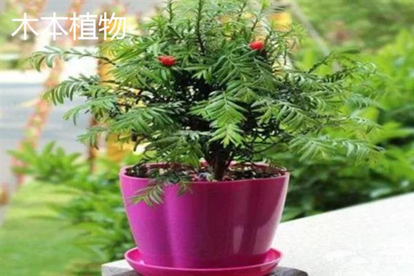 木本植物和草本植物有什么区别，株型、茎部结构、生长周期等方面均不同