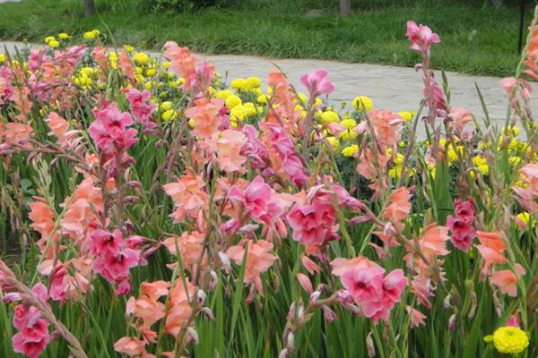 木本植物和草本植物有什么区别，株型、茎部结构、生长周期等方面均不同