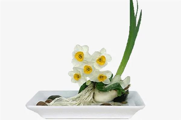 木本植物和草本植物有什么区别，株型、茎部结构、生长周期等方面均不同