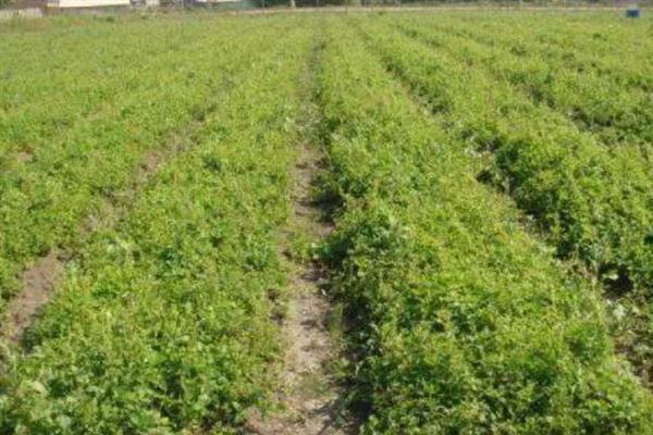 木本植物和草本植物有什么区别，株型、茎部结构、生长周期等方面均不同