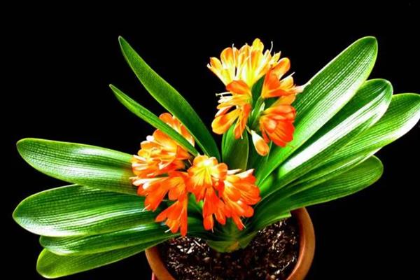 木本植物和草本植物有什么区别，株型、茎部结构、生长周期等方面均不同