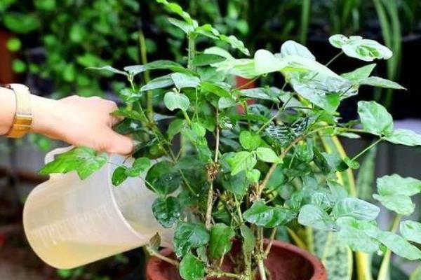 茉莉花花谢后该如何修剪，一定要及时将病虫枝剪除