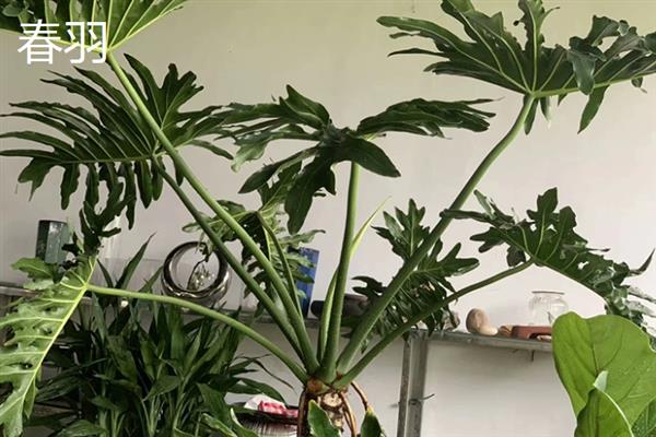 哪些耐阴的大型绿植适合放在客厅，苹果竹芋、琴叶榕、散尾葵等品种可供选择