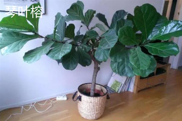 哪些耐阴的大型绿植适合放在客厅，苹果竹芋、琴叶榕、散尾葵等品种可供选择