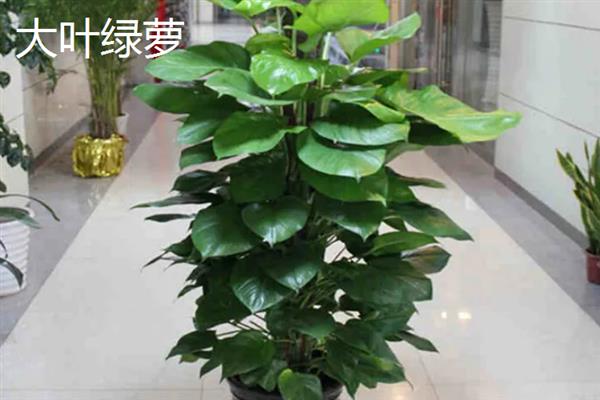 哪些耐阴的大型绿植适合放在客厅，苹果竹芋、琴叶榕、散尾葵等品种可供选择