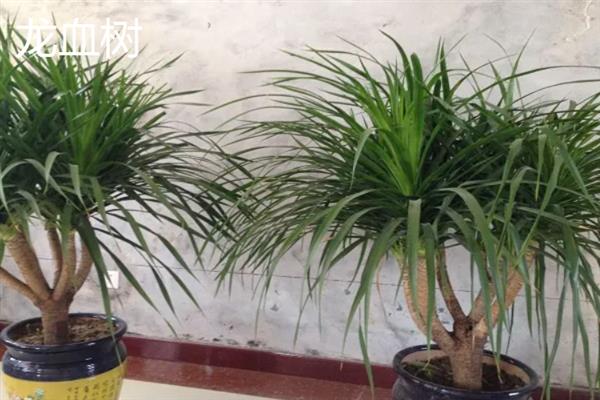 哪些耐阴的大型绿植适合放在客厅，苹果竹芋、琴叶榕、散尾葵等品种可供选择